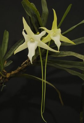 Angraecum sesquipedale.