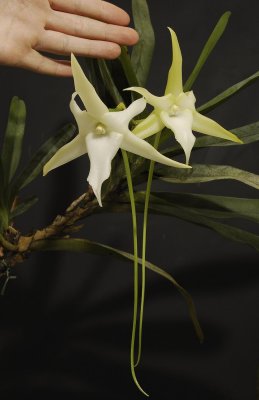 Angraecum sesquipedale with hand.
