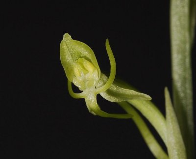 Habenaria arenaria. Flower close-up.