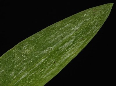 Habenaria arenaria. Leaf close-up.