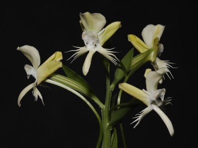 Pecteilis susannae.
