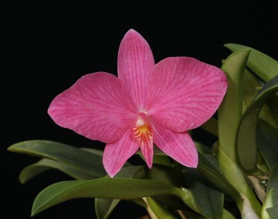 Cattleya wittigiana