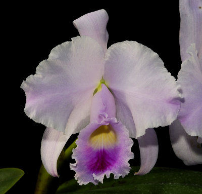 Cattleya trianae.