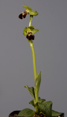 Ophrys  brigittae