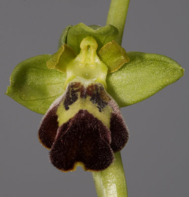 Ophrys  brigittae