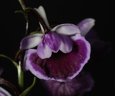 Ponerorchis graminifolia 3