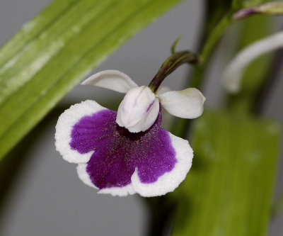 Ponerorchis graminifolia 8
