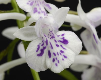 Ponerorchis graminifolia 12