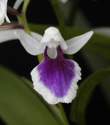 Ponerorchis graminifolia 14