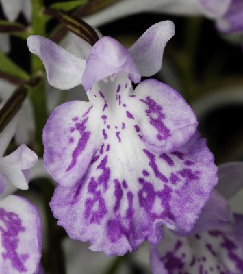 Ponerorchis graminifolia 17