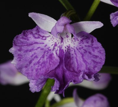 Ponerorchis graminifolia 19