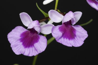 Ponerorchis graminifolia 20