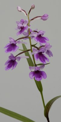 Ponerorchis graminifolia 21