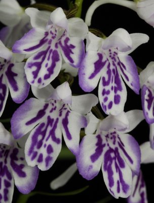 Ponerorchis graminifolia 22 Close-up