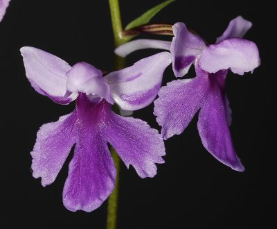 Ponerorchis graminifolia 23