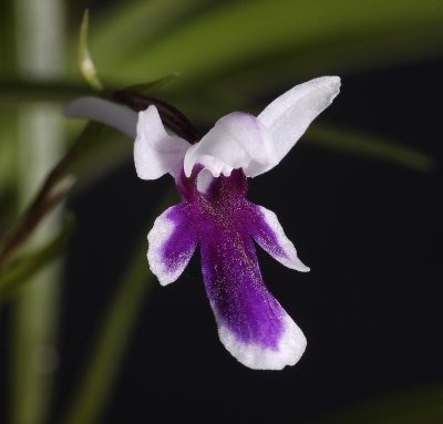 Ponerorchis graminifolia 25