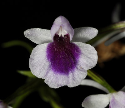 Ponerorchis graminifolia 24