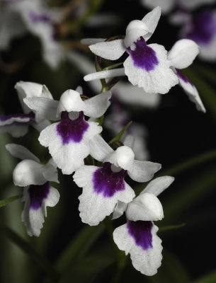 Ponerorchis graminifolia 26