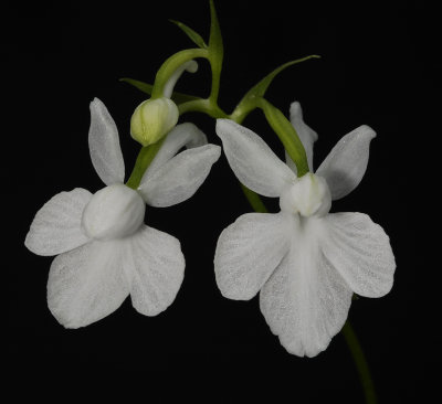 Ponerorchis graminifolia 28