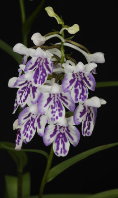 Ponerorchis graminifolia 22