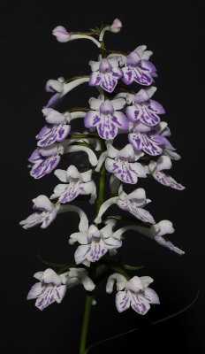 Ponerorchis graminifolia 27
