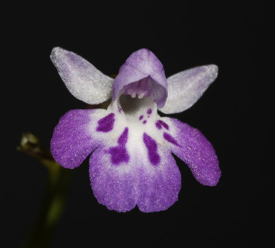 Ponerorchis graminifolia 31