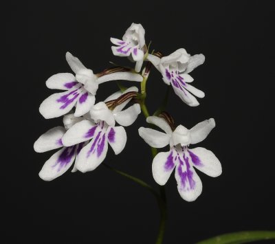 Ponerorchis graminifolia 33