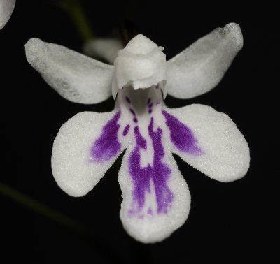 Ponerorchis graminifolia 33 close up