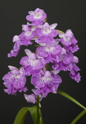 Ponerorchis graminifolia 15