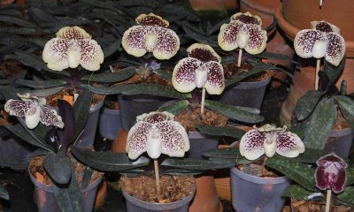 Paphiopedilum leucochilum selected clones. (Plants courtesy of Boscha Popow)