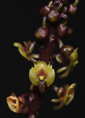Crepidium lowii. Close-up. (plant courtesy of Jac Wubben)