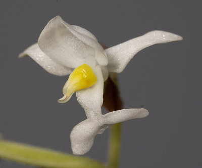Ludisia discolor. Flower close-up. (Plant courtesy of Jac. Wubben)