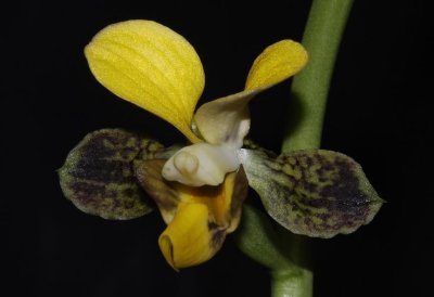 Eulophia streptopetala. (Plant courtesy of Jac Wubben)