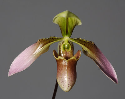 Paphiopedilum appletonianum. (Plant courtesy of Jac Wubben)