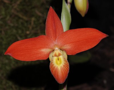 Phragmipedium besseae. (Plant photographed on show)