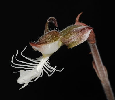 Anoectochilus setaceus. Close-up. (Plant courtesy of Jac Wubben)