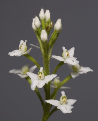 Ponthieva spec. bought as P. orchidioides spike.