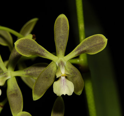 Encyclia patens