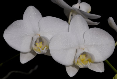 Phalaenopsis amabilis subsp. formosana.