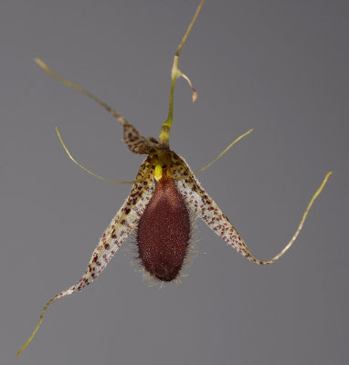 Pleurothallis megalops.