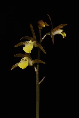 Tainia laxiflora. Spike.