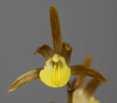 Tainia laxiflora. Close-up.