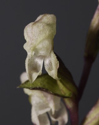 Disperis micrantha. Close up.