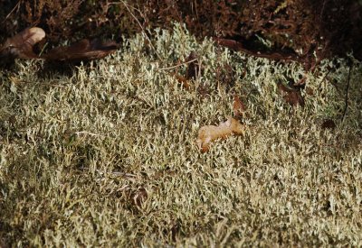 Cladonia furcata.