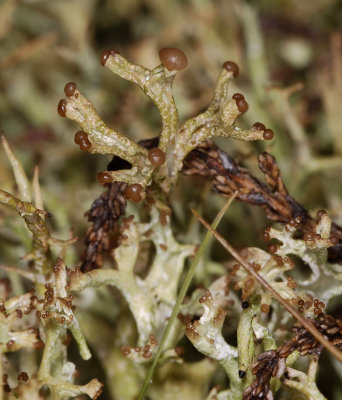 Cladonia furcata. Close-up.