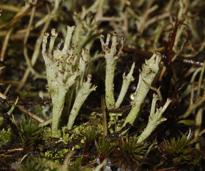 Cladonia ramulosa.