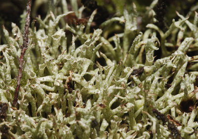 Cladonia uncialis close-up.