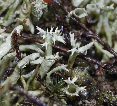 Cladonia uncialis odd form. close-up.