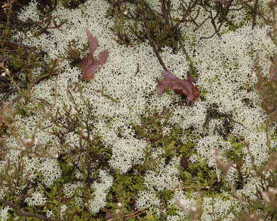 Cladonia portentosa.