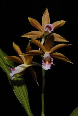 Phaius tankervilliae. (Plant courtesy of Jac Wubben)